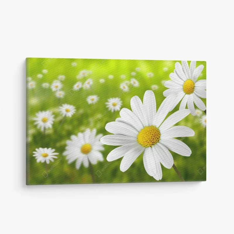 Canvas print white daisy meadow