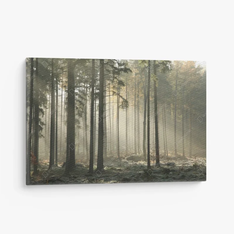 Canvas print misty morning forest with sun rays