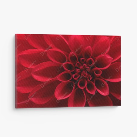 Canvas print red dahlia close-up • Wallissimo®