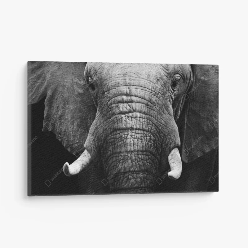 Canvas print majestic elephant close-up