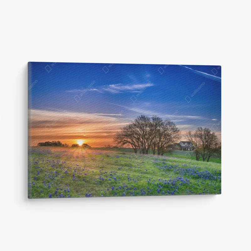 Canvas print Texas bluebonnet sunrise meadow
