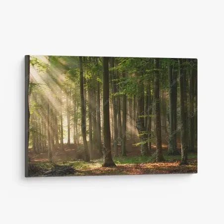 Canvas print morning light in a beech forest • Wallissimo®