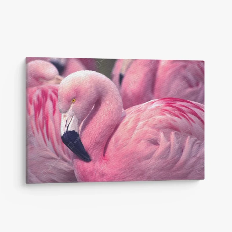 Canvas print pink flamingo close-up