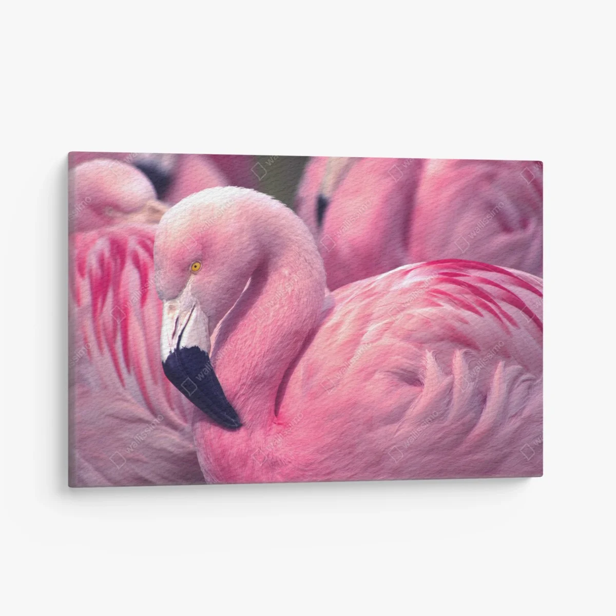 Canvas print pink flamingo close-up ⁕ Wallissimo® Canvas print pink flamingo close-up ⁕ Wallissimo®