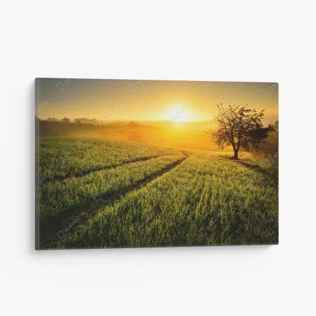 Canvas print sunlit meadow at sunrise • Wallissimo®