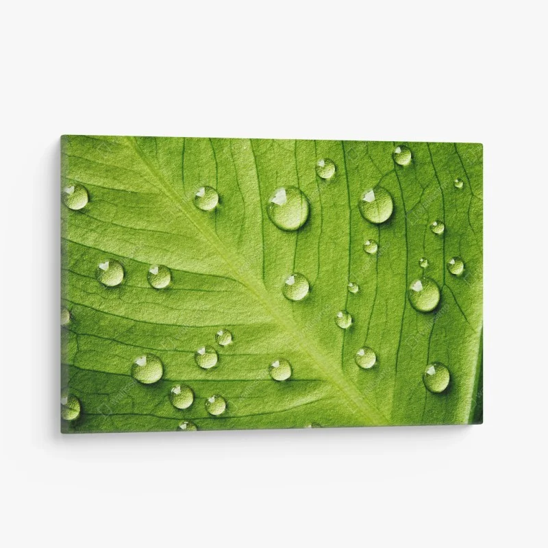 Canvas print fresh green leaf with water droplets