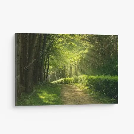 Canvas print sunlit forest path in green summer • Wallissimo®