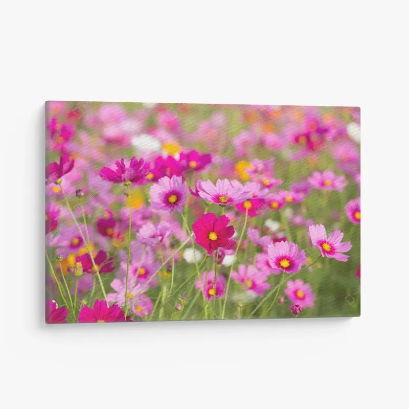 Canvas print pink cosmos meadow in bloom