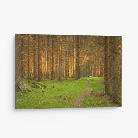 Canvas print golden light in mossy pine forest • Wallissimo®