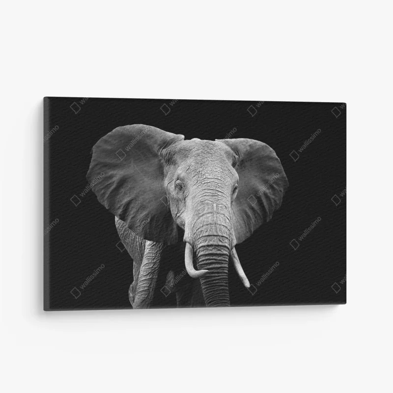Canvas print majestic elephant portrait in monochrome
