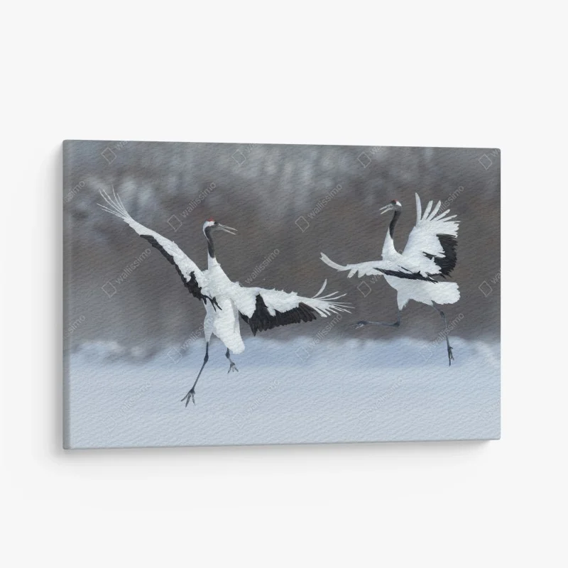 Canvas print dancing red-crowned cranes in snow, Hokkaido