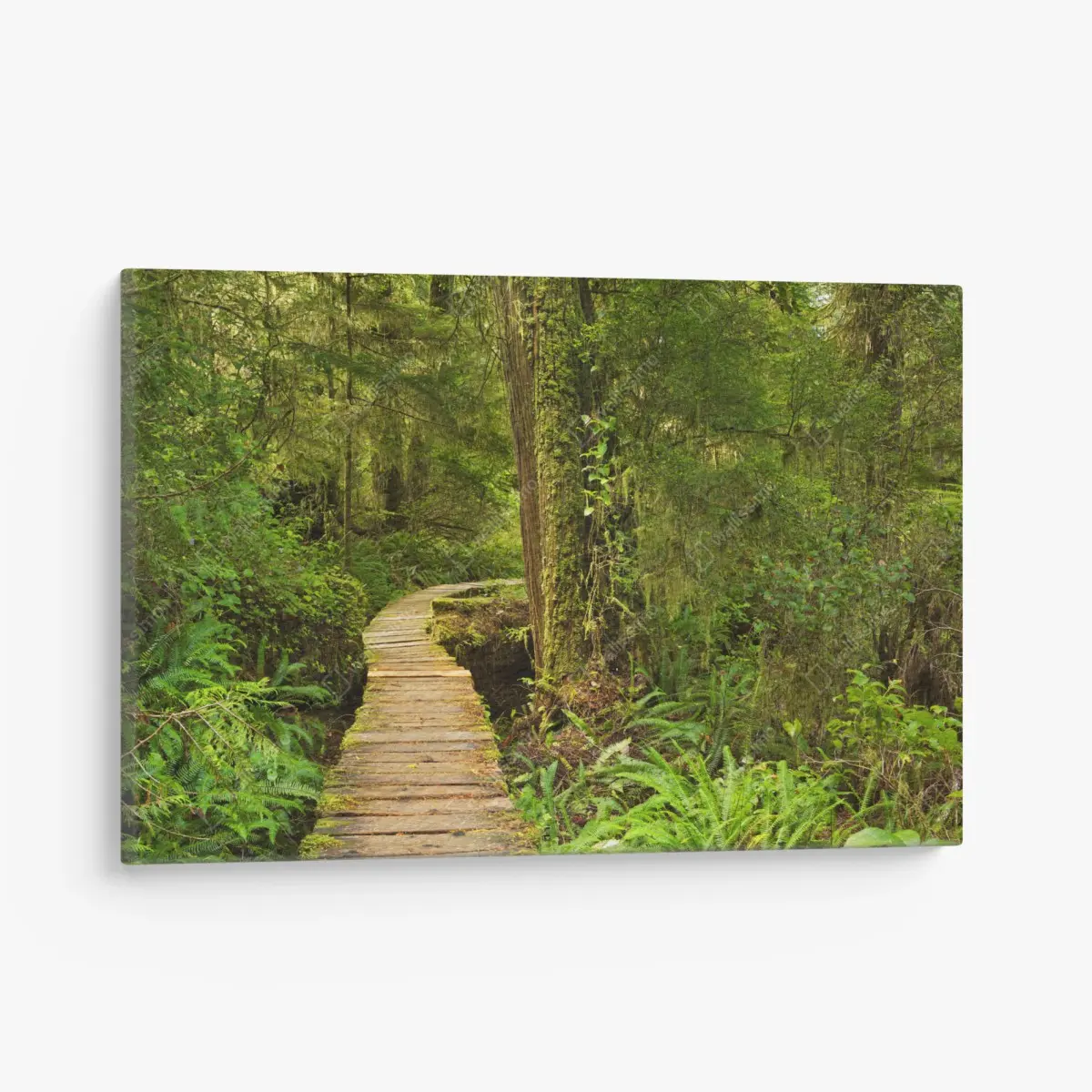 Canvas print Pacific Rim rainforest boardwalk • Wallissimo®