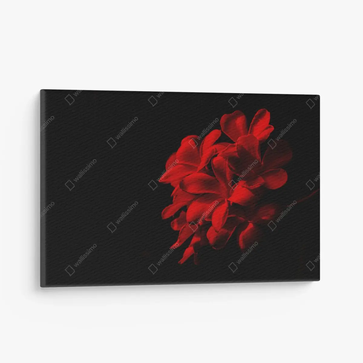 Canvas print red plumeria bloom on black background • Wallissimo®