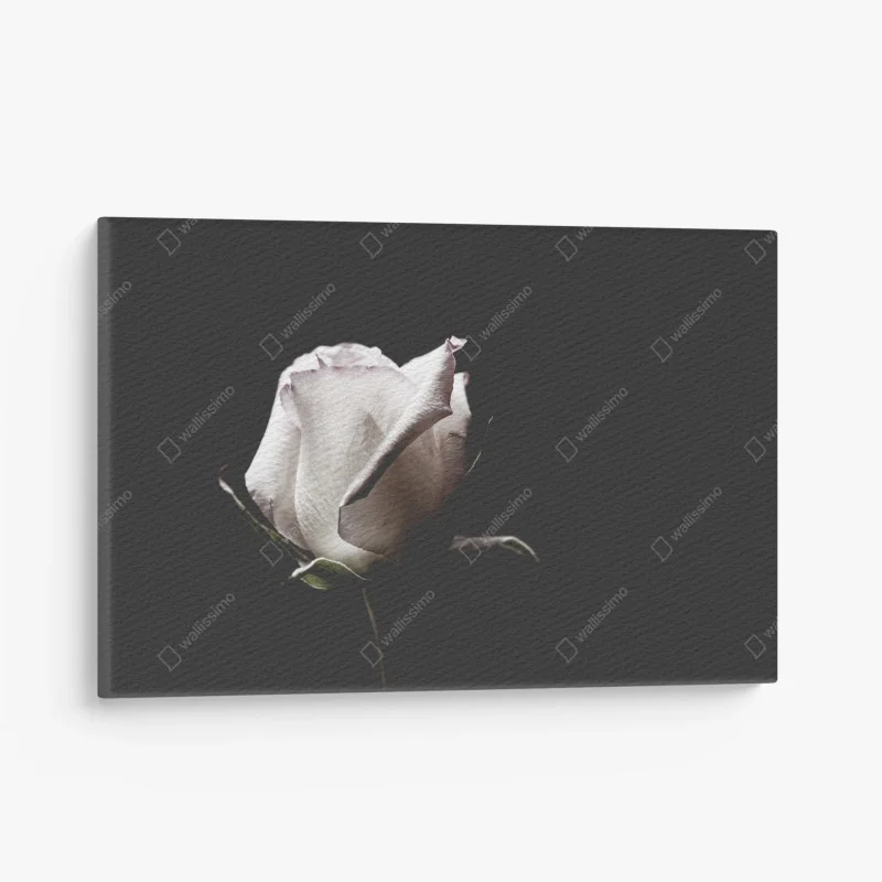 Canvas print white rose on black background