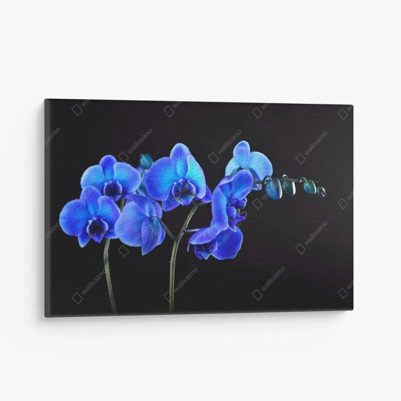 Canvas print vibrant blue orchid on black background
