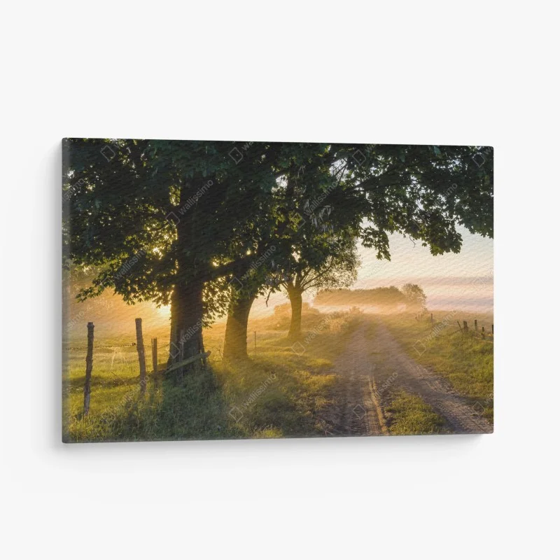 Canvas print sunlit country lane at dawn