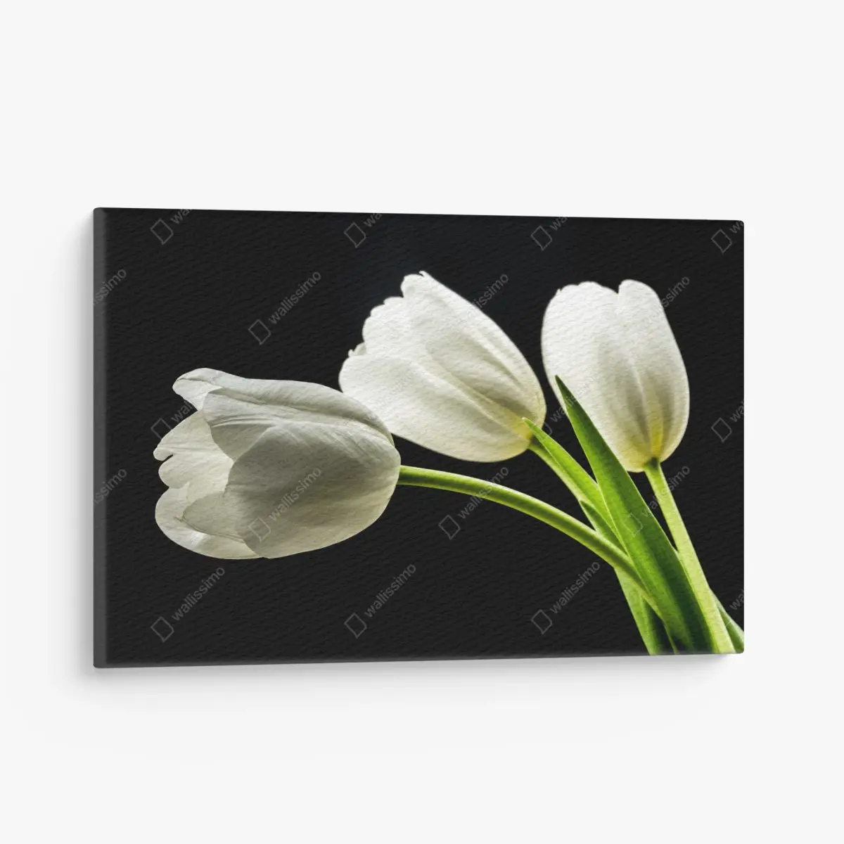 Canvas print elegant white tulips on black background • Wallissimo®