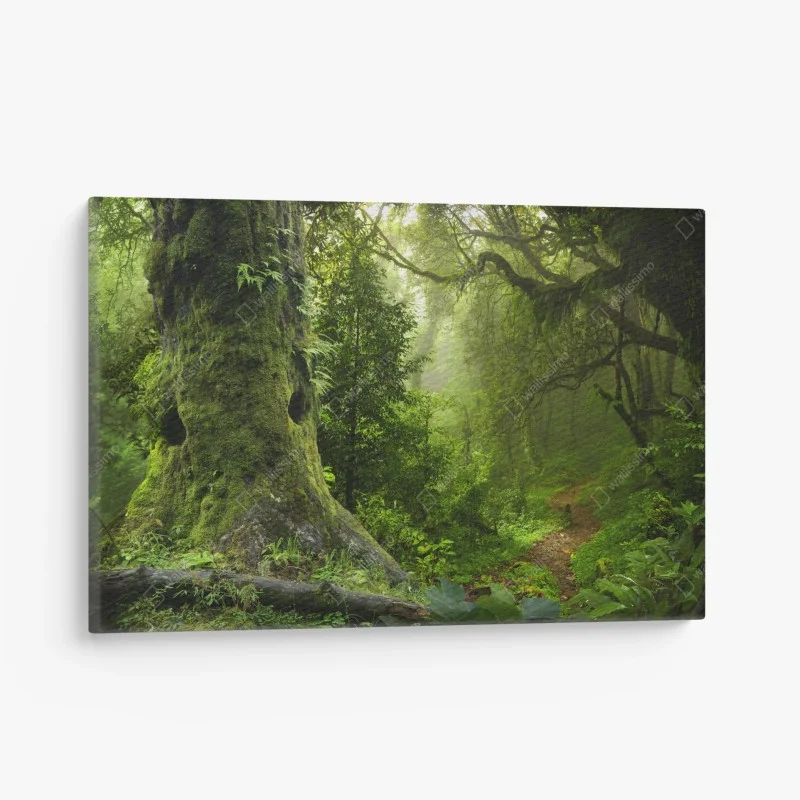 Canvas print mossy ancient forest path