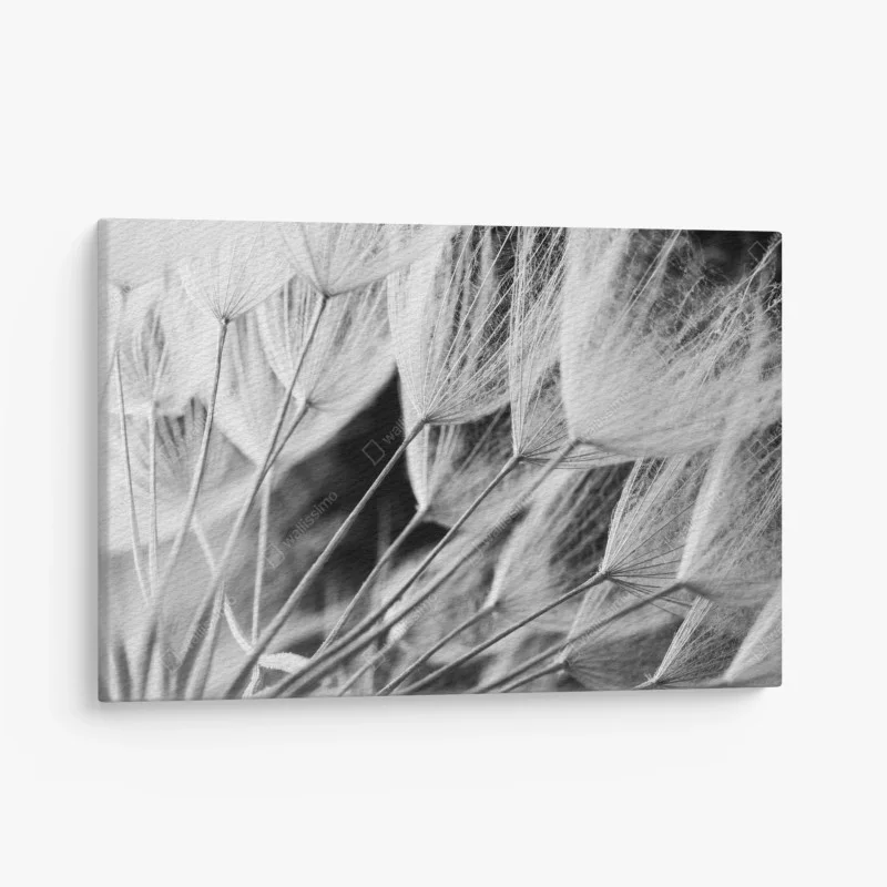 Canvas print delicate dandelion seed close-up in monochrome