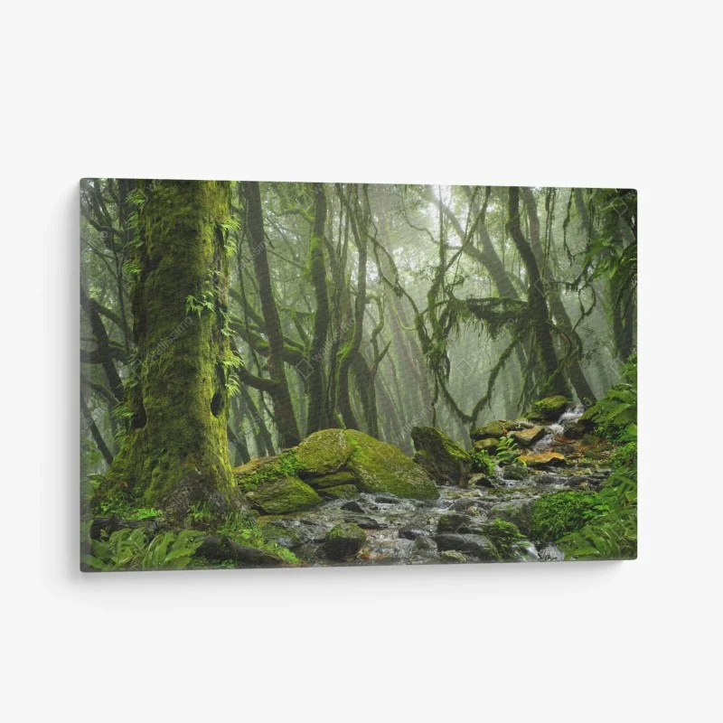 Canvas print mossy forest stream in morning mist