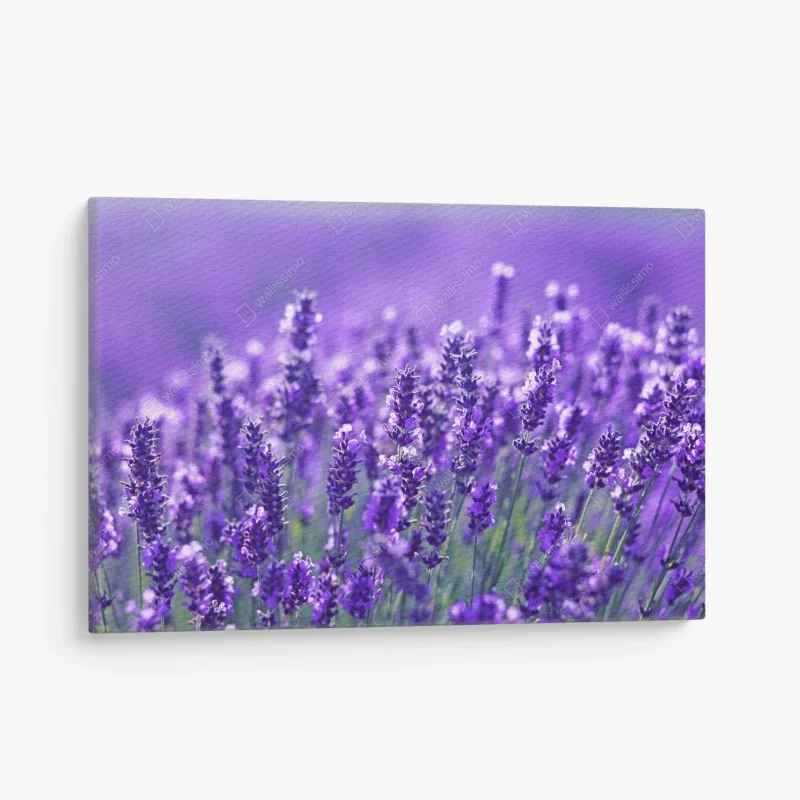 Canvas print lavender meadow close-up