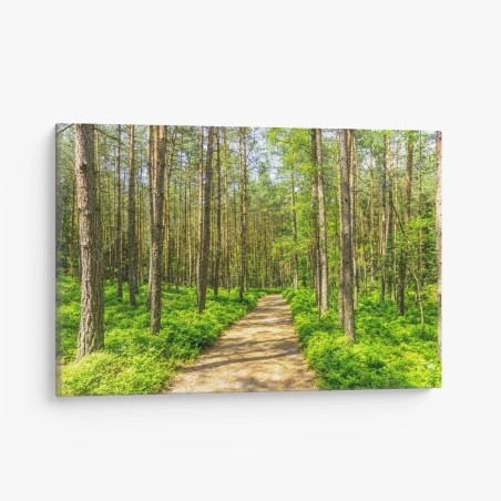 Canvas print sunlit forest path through green pines • Wallissimo®