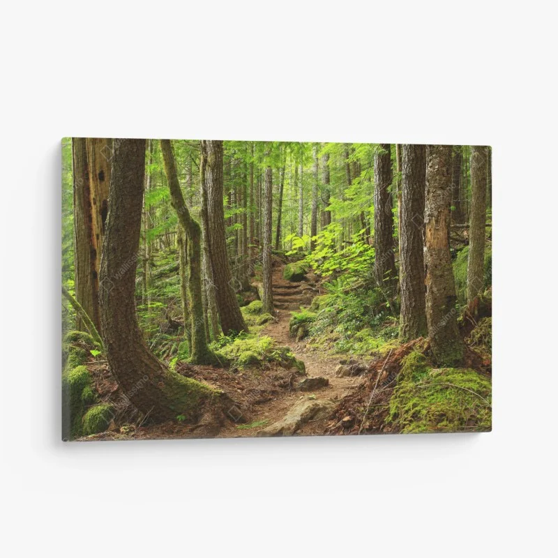 Canvas print mossy forest trail