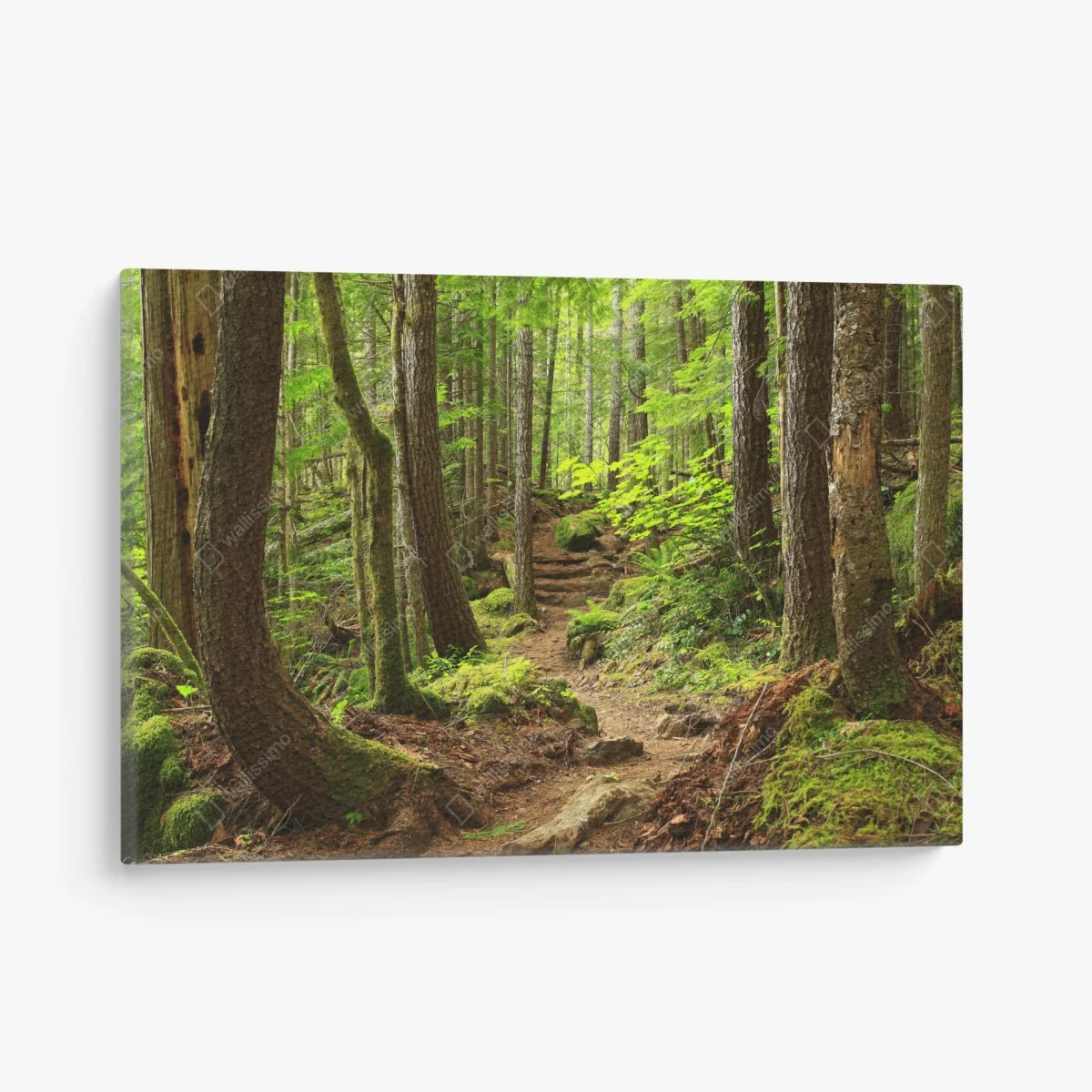 Canvas print mossy forest trail ⁕ Wallissimo® Canvas print mossy forest trail ⁕ Wallissimo®