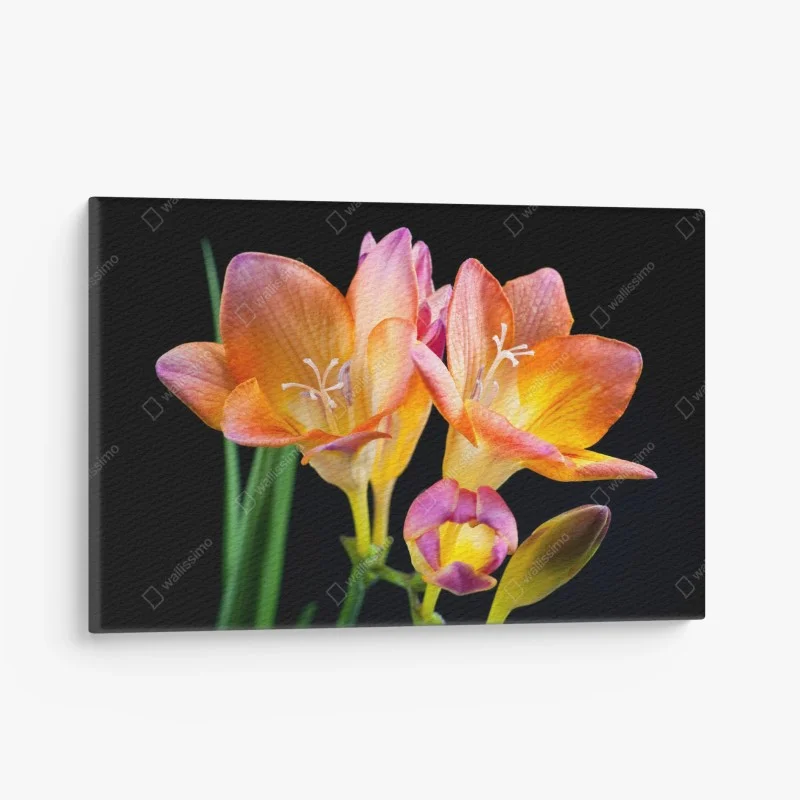 Canvas print vibrant orange freesia blossoms on black