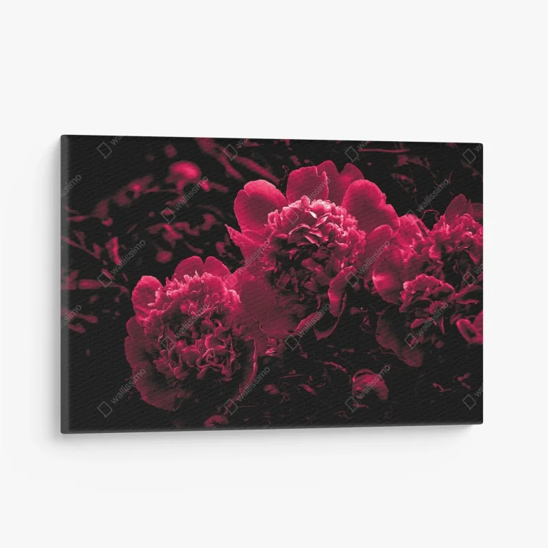 Canvas print moody pink peony trio