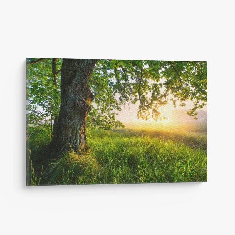 Canvas print morning oak in a sunlit meadow
