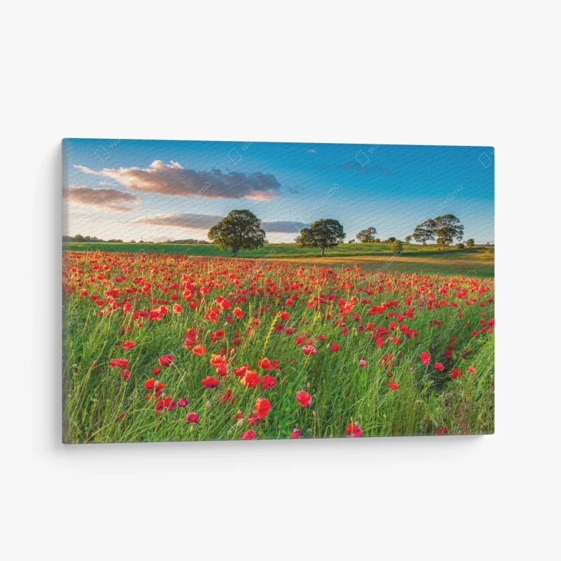 Canvas print red poppy field near Corbridge