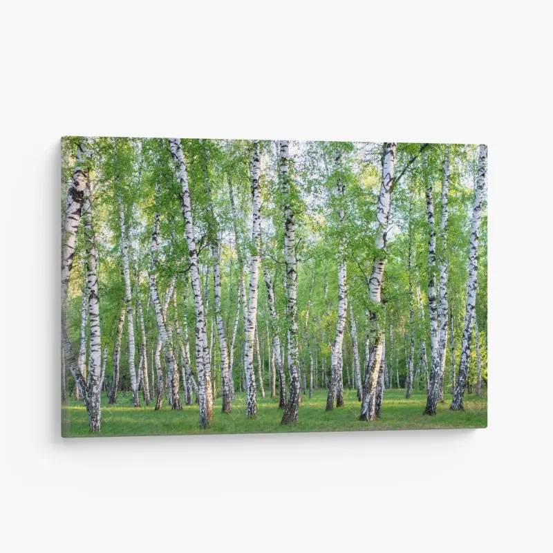 Canvas print serene birch grove in summer
