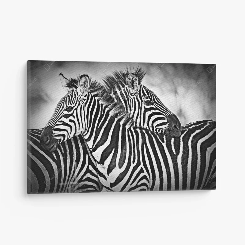 Canvas print zebra embrace in monochrome