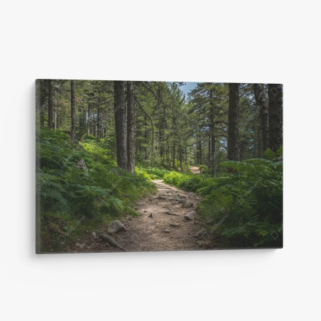 Canvas print serene forest path through lush greenery • Wallissimo®
