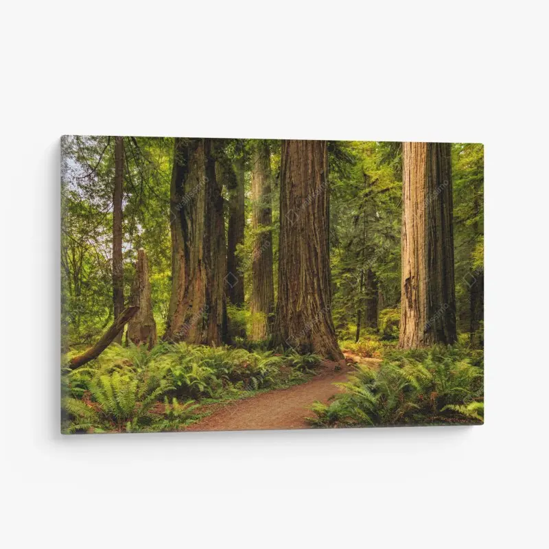 Canvas print California redwoods forest trail