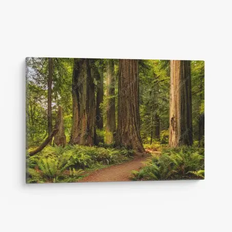 Canvas print California redwoods forest trail • Wallissimo®