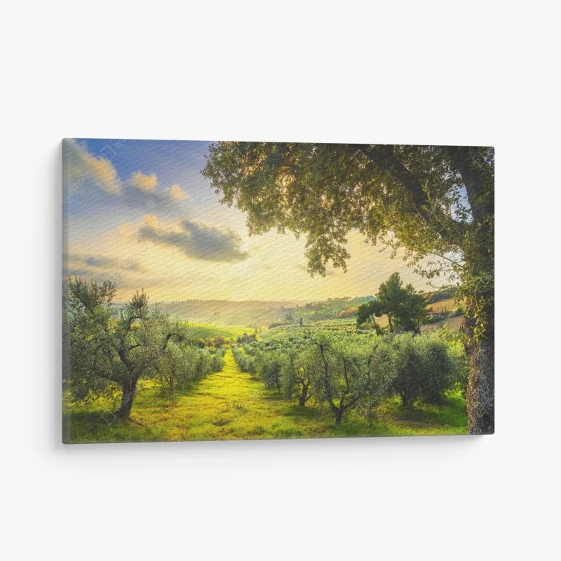 Canvas print olive grove at sunset in Maremma, Tuscany