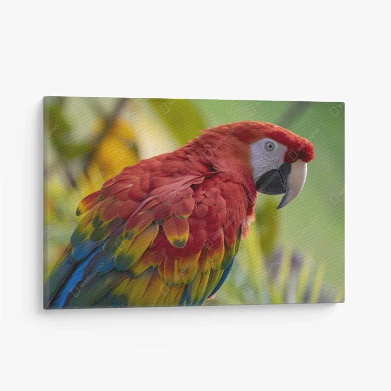 Canvas print vibrant scarlet macaw portrait