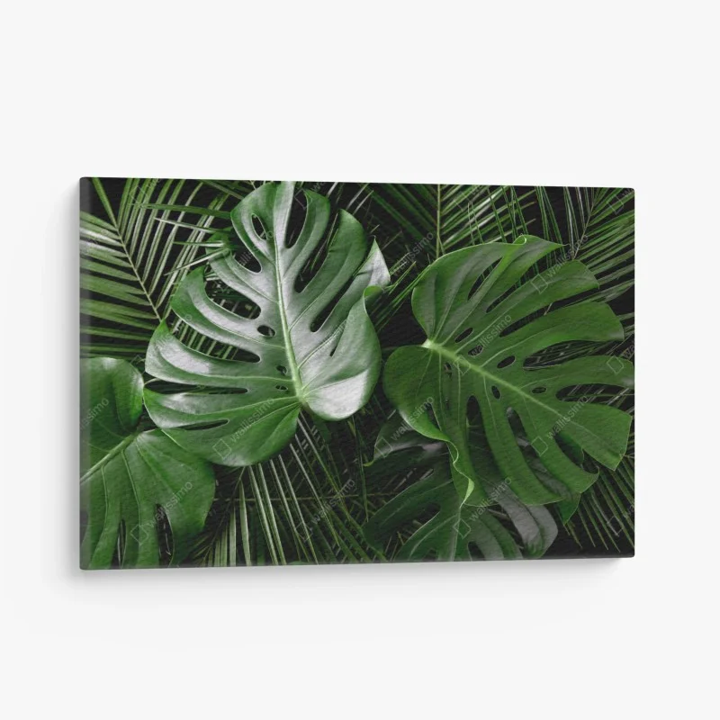 Canvas print lush monstera leaves composition