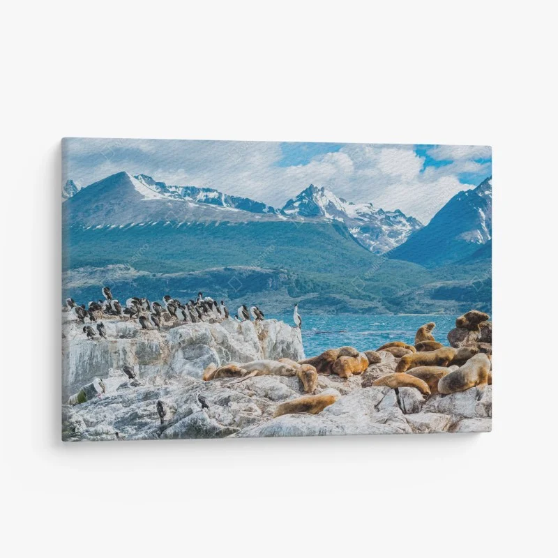 Canvas print sea lions and seabirds by the alpine coast