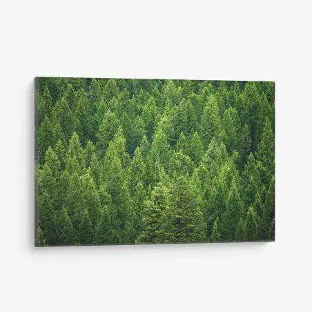 Canvas print lush pine forest canopy • Wallissimo®