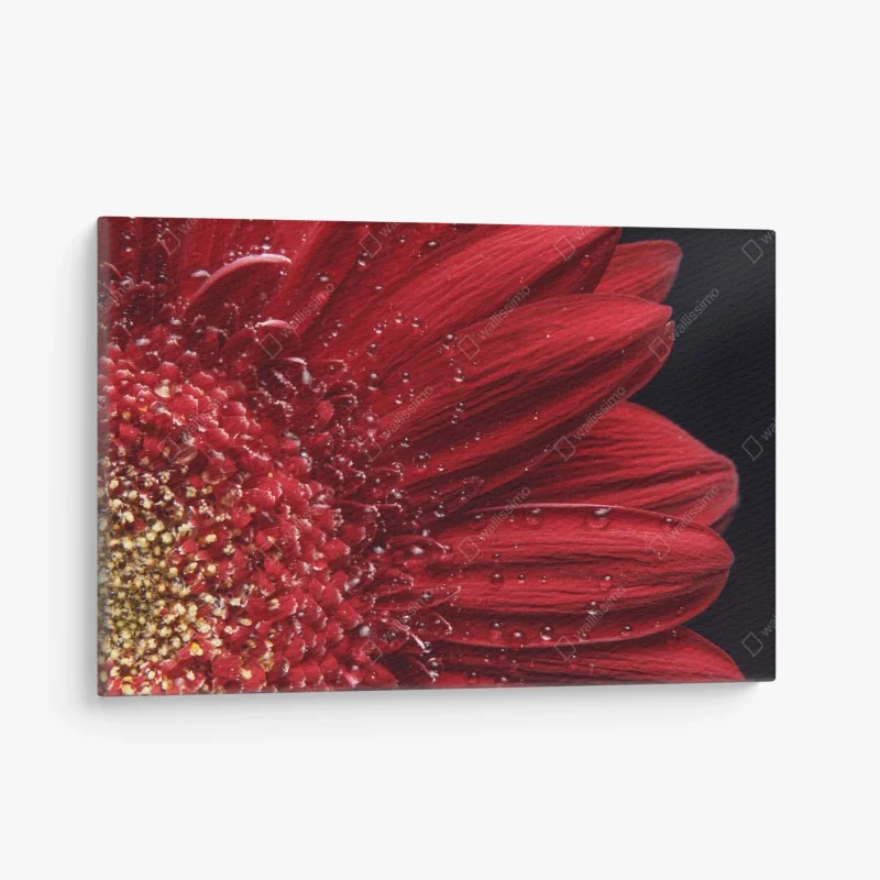 Canvas print red gerbera daisy close-up with dewdrops