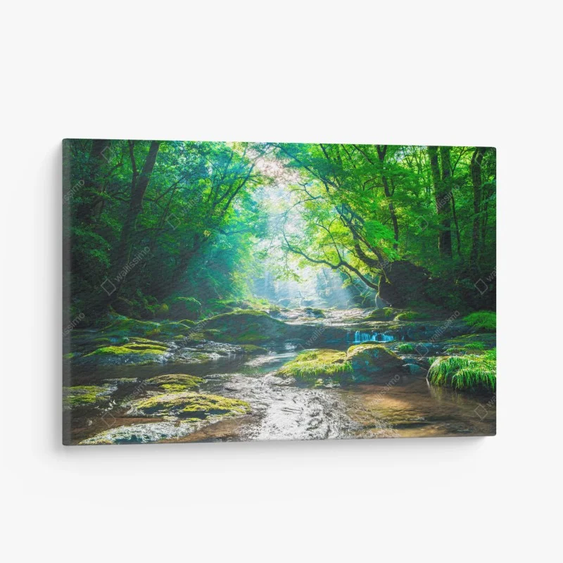 Canvas print sunlit forest stream with mossy rocks