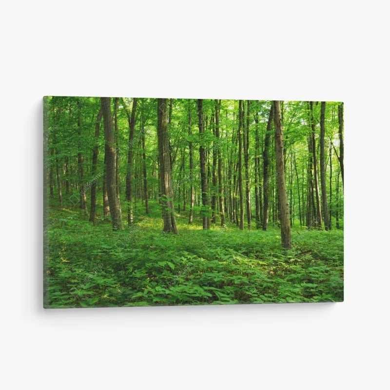 Canvas print sunlit green forest in spring