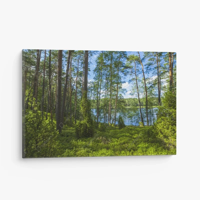 Canvas print tranquil pine forest by the lake