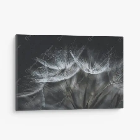 Canvas print delicate dandelion seed head in monochrome • Wallissimo®
