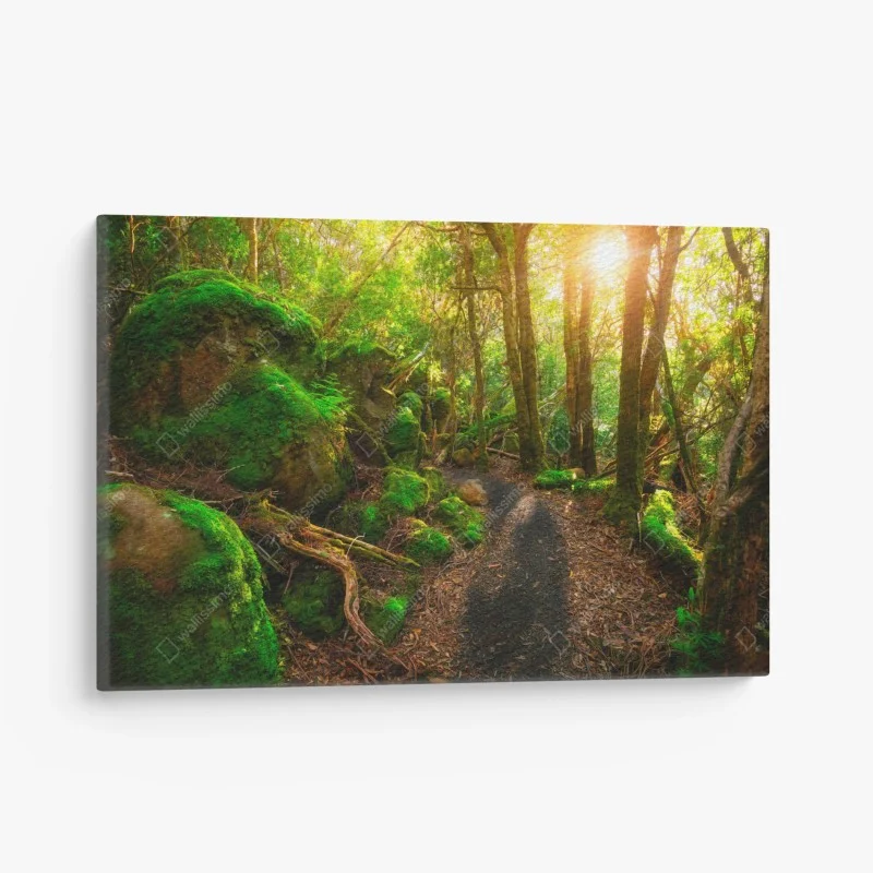 Canvas print sunlit rainforest path in Tasman Peninsula, Tasmania