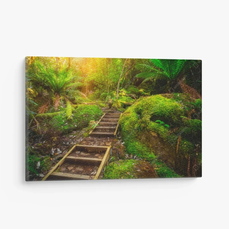 Canvas print mossy rainforest path on Tasman Peninsula