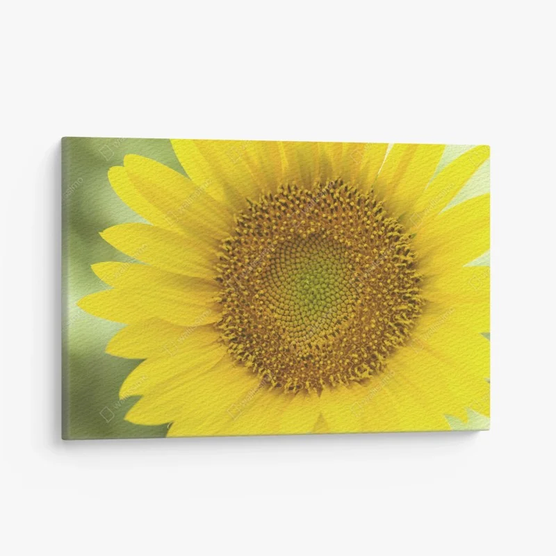 Canvas print bright sunflower close-up
